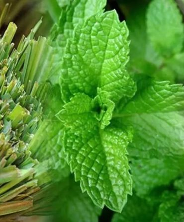 10-medicinal-plants-cultivation